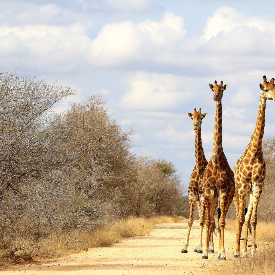 Wandersafari durch Südafrika